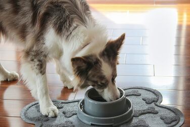PetLike миска для домашніх тварин з захистом від мурах, не розливається, для котів, цуценят, дрібних і середніх собак, для води та корму