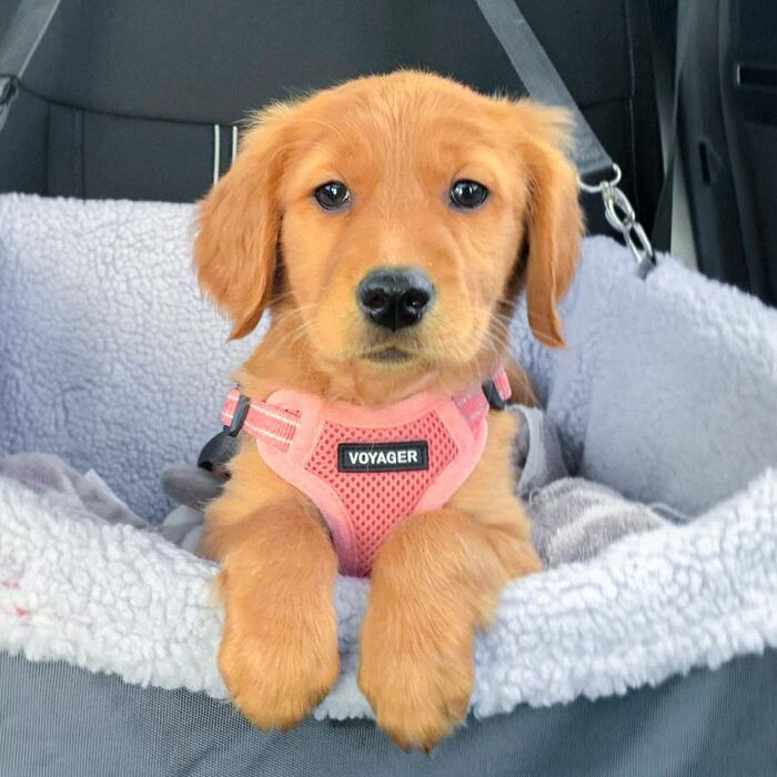 Шлейка для собак Voyager з регулюванням та світловідбиваючими смугами Best Pet Supplies - Міцна повна жилетка без натягу з кільцем для повідка, дихаюча, Рожева, розмір XS (Обхват грудей: 13-16 дюймів)
