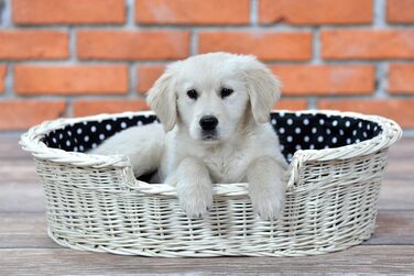 Гніздо для собак з лози e-wicker24 502-60, коричневе, 60x43x19 см (80x60x26 см, бежеве)