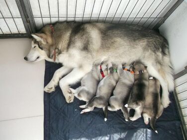Нашийники для цуценят All4pet, м'який нейлон, 12 шт.