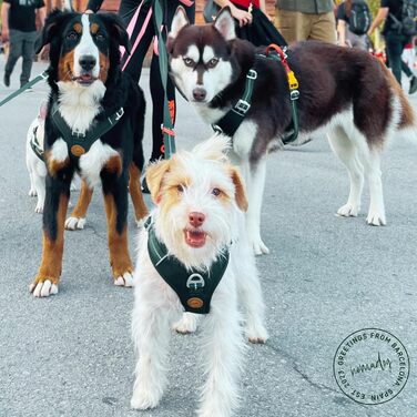 Шлея для собак Nomadog Trailblazer, антивитяг, з м'якою підкладкою та ручкою, регульована, відбиваюча, алюмінієві кільця, для активних собак середніх порід (M)