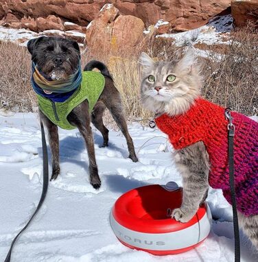 Автоматична поїлка Torus Pet Maxi 2 л, червона, для собак і котів, з фільтрацією, антибактеріальна, без BPA, для дому та подорожей