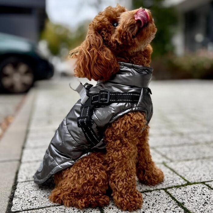 Водонепроникна куртка для собак 2-в-1 зі вбудованим шлейкою – зимова куртка з відбиваючими елементами для собак маленьких, середніх та великих порід – вітронепроникна, зручна та легка у догляді, сіра, розмір S