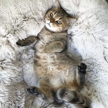 М'яке ортопедичне ліжко для домашніх тварин для собак та котів, ліжко-гніздо у формі пончика, для собак маленьких, середніх та великих порід, 60*60*20 см (70*70*20 см, сірий)