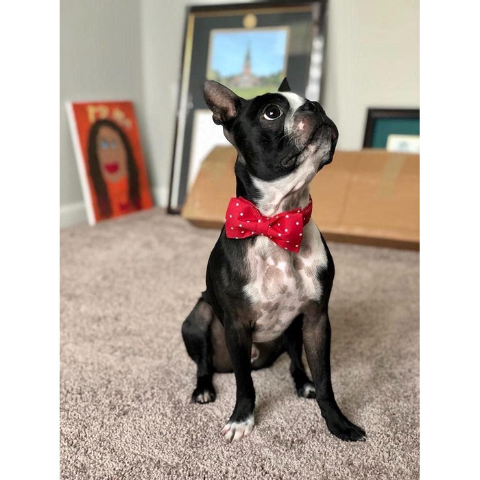 Нашийник для собак Unique Style з кравбатою, регульований, для малих, середніх та великих собак, червоний, XXS-XL (1 шт.)