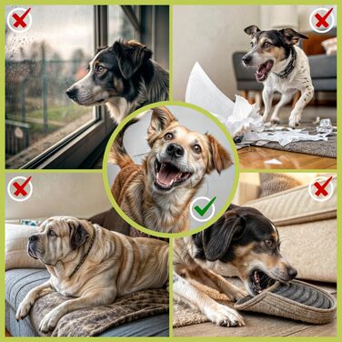 Набір перешкод для собак All Pets United®; Агілити-обладнання для собак та коней; Набір з перешкод, стержнів та конусів для тварин та футбольного тренування; Стійкий до погодних умов та стабільний (4 комплекти)