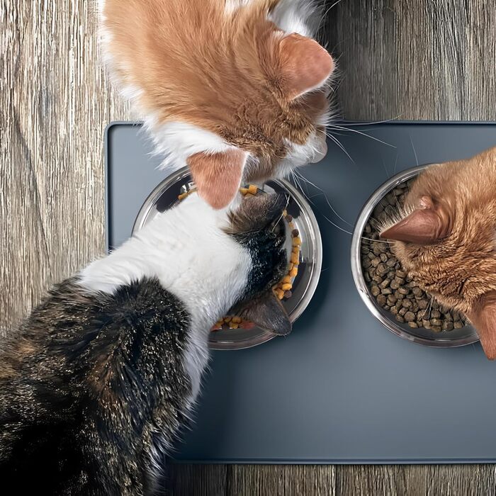 Набір мисок для котів зі сталі, 18 см, 4 шт. Підвищені миски для корму, для кошенят та дорослих котів, зручні для чутливих вусів