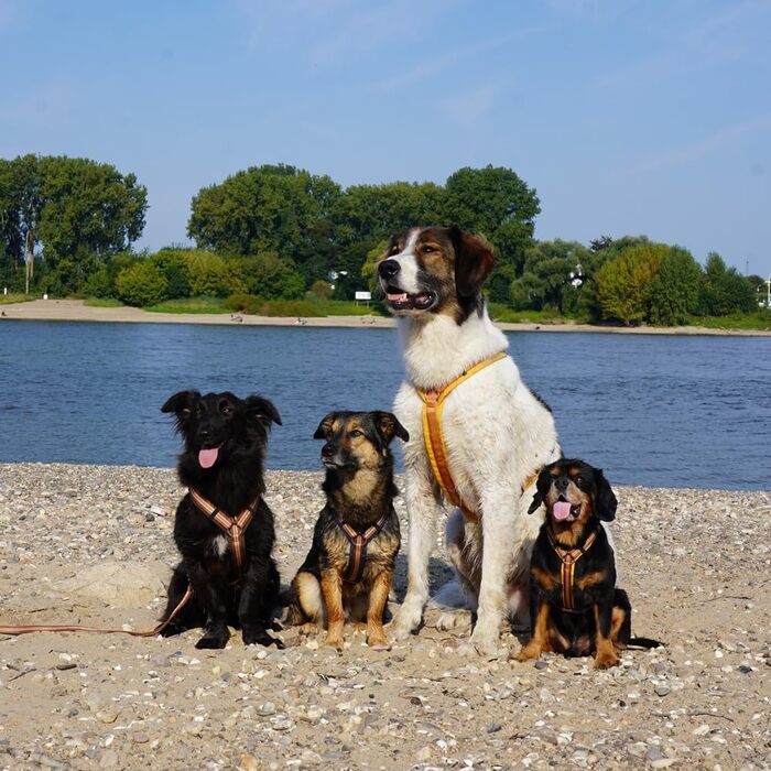 Нагрудник для собак Goldglöckchen, розмір S (52-64 см), колір золотий