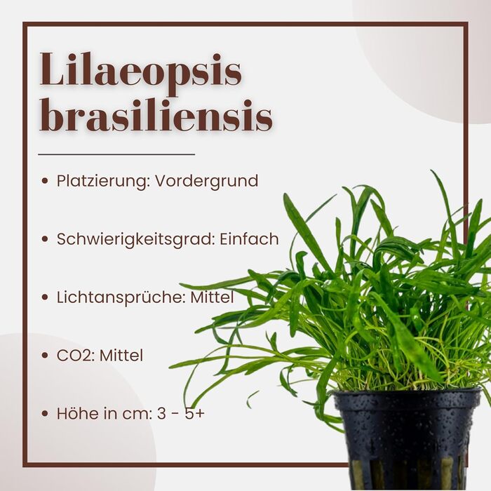 Акваріумна рослина Helanthium Quadricostatus, 3 шт. — водна рослина для акваріума, розеткова, з повністю розвиненою кореневою системою, легка у догляді, для акваскейпінгу, декор, Lilaeopsis brasiliensis
