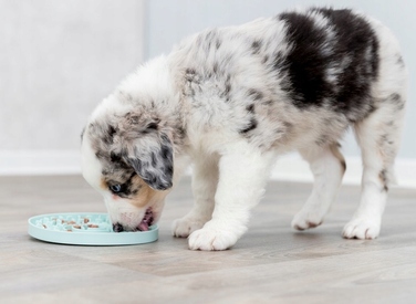 Лизальний килимок-піднос Trixie для собак Licking Plate, 15 см, для сповільнення їжі