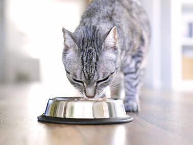 Набори мисок для котів VORX з нержавіючої сталі з антиковзким гумовим дном, 15 см, 3 шт.