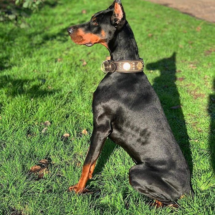 Bestia Maximus нашийник для великих собак, 100% натуральна шкіра, м'яка підкладка, ширина 6,3 см, ексклюзивний дизайн