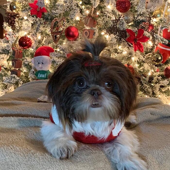 Пуловер для собак на Різдво: теплий в'язаний пуловер з візерунком оленя для собак та цуценят. Ідеальний костюм для святкування Різдва та подарунок для вашого улюбленця