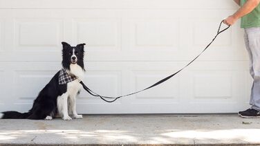 Повідок Leash Boss для великих собак з двома ручками та додатковою транспортною ручкою, міцний, з подвійною м'якою підкладкою, для вигулу та дресирування