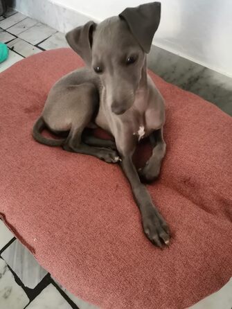 Крісло-лежанка для собак Croci Hydro, овальне, вологостійке, сіре, 102 x 67 см