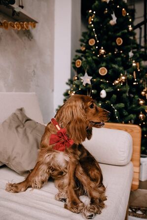 Шовковий ошийник для собак Mandarine, регульований, довговічний, з бантиком, для великих собак, розмір M