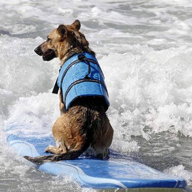 Рятувальний жилет для собак Hund Schwiweste, XXL, блакитний, з кісткою
