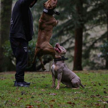 Нашийник Bestia Dog Sport з ручкою для собак, міцний