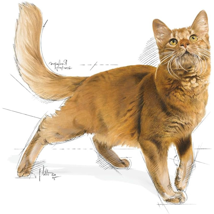 Корм для котів Royal Canin Feline Fit 32, сухий, для підтримки форми, 4 кг