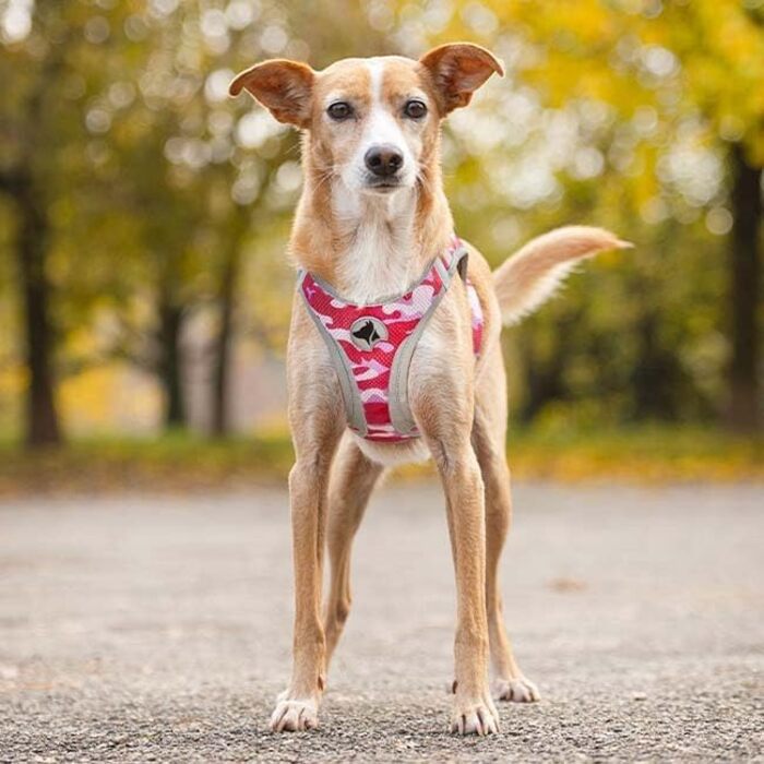 Трекінгові чоботи Croci з ефектним леопардовим принтом, 350 г, розмір L