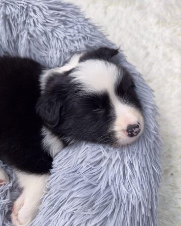 Кругле ліжко для собак та котів, м'яке, 4XL (120 см), сірий колір