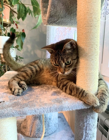 Високий когтеточка-комплекс із лежаком та стовпчиком для кігтів Petstory 101 — 160 см