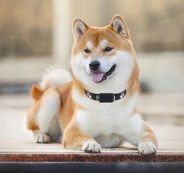 GPS-трекер для собак та котів: міні-нашийник для тварин без абонплати з додатком