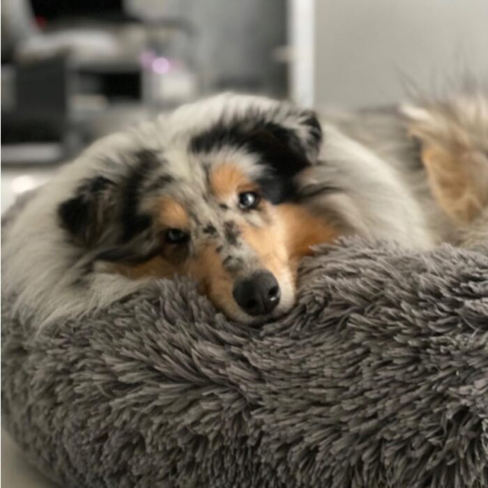 Ліжко для собак Grand Filippo Fluffy, 65 см, кругле, зелений, знімний чохол, машинне прання, ручна робота, м'яке, також для котів