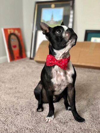 Нашийник для собак Unique Style з кравбатою, регульований, для малих, середніх та великих собак, червоний, XXS-XL (1 шт.)