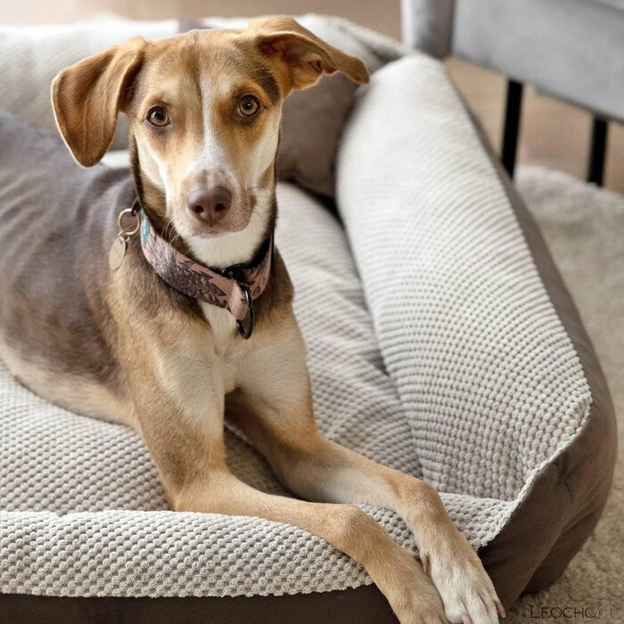 М'яке ліжко для собак Teo 80x60 см, знімний чохол, коричнево-бежеве, 80 x 60 x 20 см