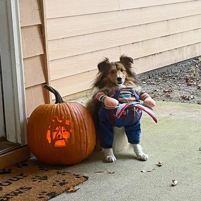 Костюми на Хелловін для собак Delifur, ножиці для тварин, костюми для котів, розмір M