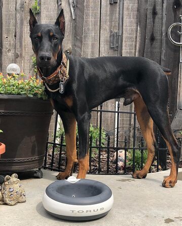 Автоматична поїлка для собак і котів Torus Pet Maxi, 2 л, з фільтрацією, вугільний фільтр, антибактеріальна, без BPA, для дому та подорожей