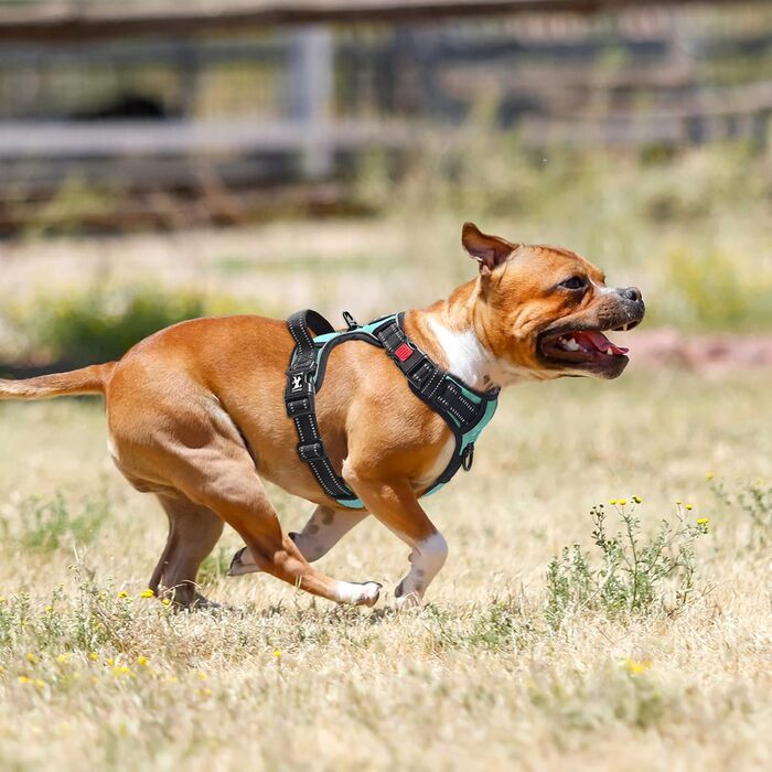 Шлейка для собак PoyPet, без тяги, без блювоти, світловідбиваюча, з 2 карабінами, регульована, м'яка, з простим контролем, для собак різних розмірів (розмір S, блакитна)