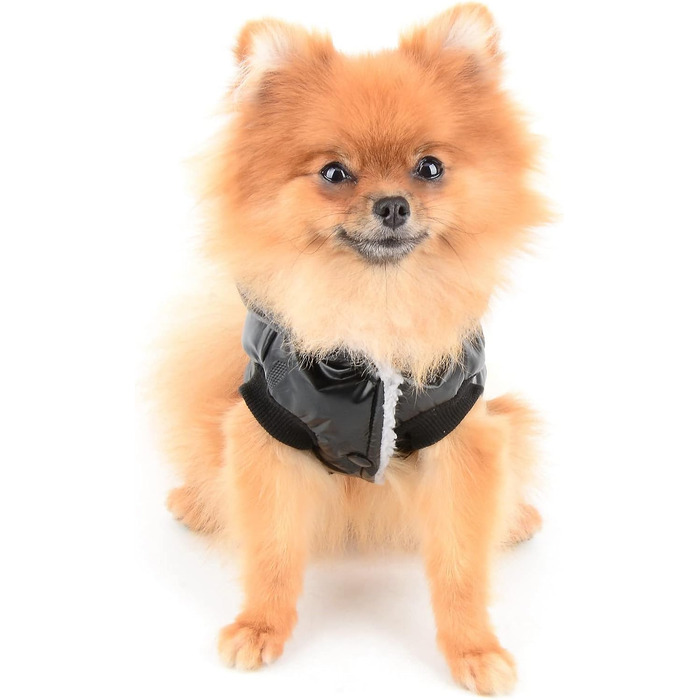 PAIDEFUL Зимовий теплий пуховик для собак - куртка з капюшоном для цуценят, чихуахуа, котів. Розмір M, чорний. Водонепроникний, захист від вітру. Довжина спини 25 см, обхват грудей 37 см.