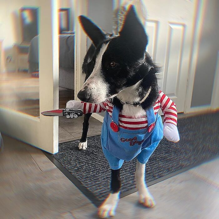 Костюм для собаки: Хелловін, косплей, вечірка, святковий набір (M)