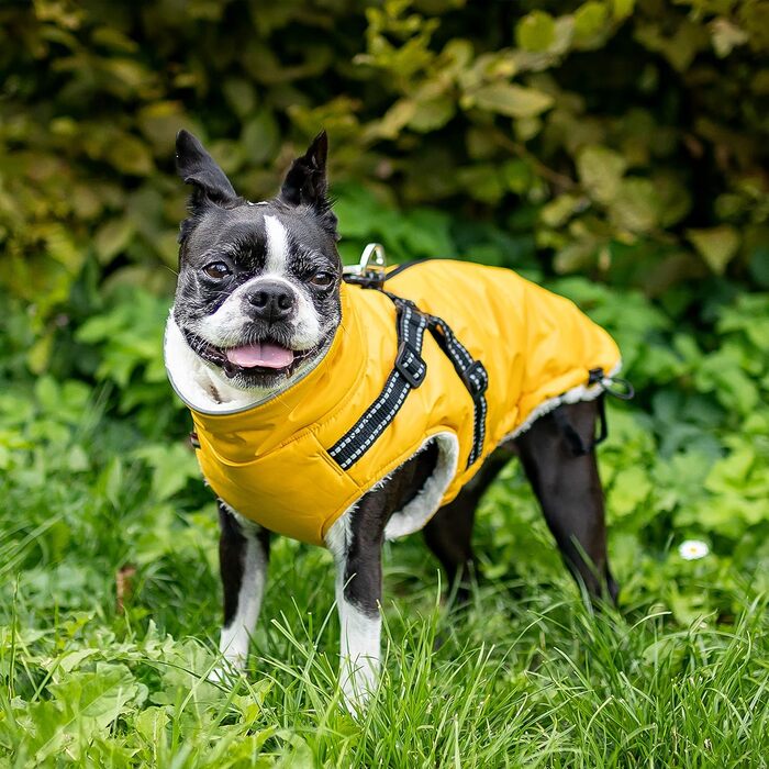 Зимова куртка для собак CHIARA Nick з шлейкою CHJ-2331DB-3 XL, розмір 3XL, поліестер, водовідштовхувана, вітронепроникна, індивідуально регульована, темно-жовта