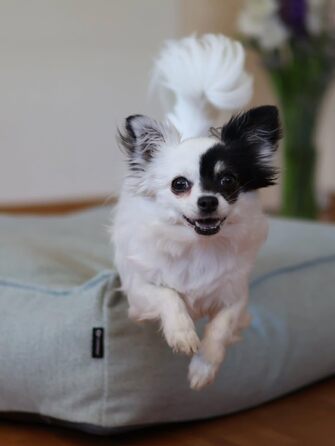 Ортопедичне ліжко для собак Flamingo Baldar – прямокутне, бежеве, 80 см. Комфортне місце для сну з подушкою Baldar, 80x60x18 см