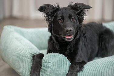 Ортопедичне собаче ліжко TRIXIE Vital Jonna, 60x50 см, Salbei (м'ята) - якісне ліжко з memory foam для собак, кошик для малих та літніх собак, захищає суглоби та знімає навантаження