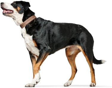 Нашийник для собак HUNTER PORTO, шкіряний, tabak/cognac, ручної роботи, розмір 40