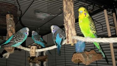 Канат для птахів із корка Vogelgaleria, іграшка для хвилястих папуг і корел, аксесуар для клітки