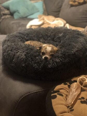 М'яке ліжко для собак Haoye, кругла подушка для домашніх тварин, ліжко-донат для котів та собак, миється, зручне ліжко для котів та собак (діаметр 50-120см / 7 розмірів), діаметр 70см (Чорний, діаметр 50см)