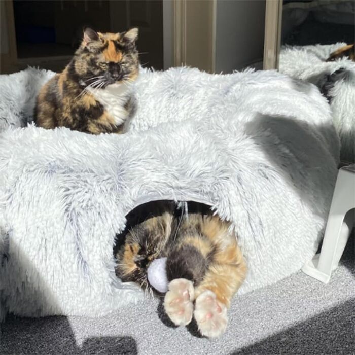 Котячий тунель-лежанка для дому, круглий тунель, багатофункціональне ліжко з оглядовим вікном, котяча хатка, тунель для декількох котів (сірий)