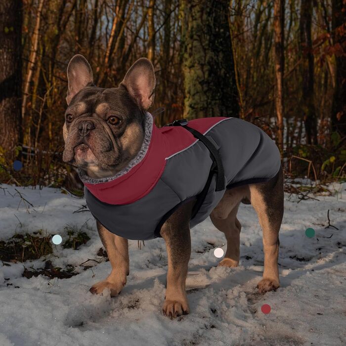 Теплий зимовий одяг для собак IECOii з відбиваючими елементами, регульований, з пряжкою, флісова комір для холодної погоди, м'який зимовий теплий одяг для собак маленьких, середніх та великих розмірів (Small(Обхват грудей: 32-42 см), Бордовий)