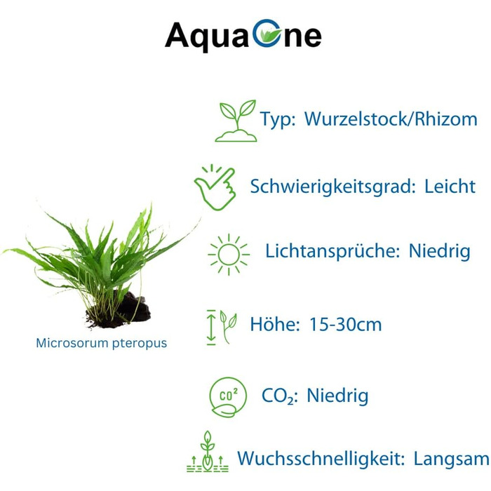 Набір акваріумних рослин AquaOne: 3 шт. на корчі, Microsorum pteropus Jafarn Narrow Trident, середні водні рослини для акваріума