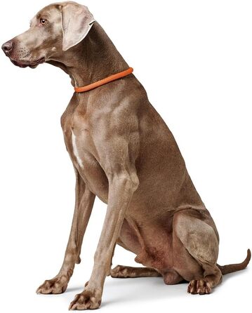 HUNTER Dressurhalsung FREESTYLE, чорний, міцний ошейник для тренувань та повсякденного використання, розмір L