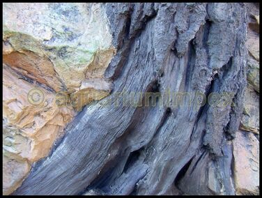 3D фон для акваріума Root 120x50 см, коріння, декоративна задня стінка