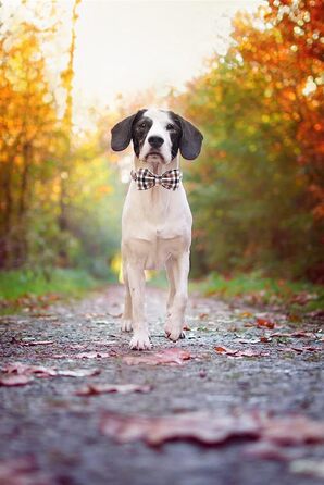 Елегантний поводок для собак Unique Tyle з клямкою та бантиком, для маленьких, середніх та великих собак та котів, XX-XL (S, коричневий)