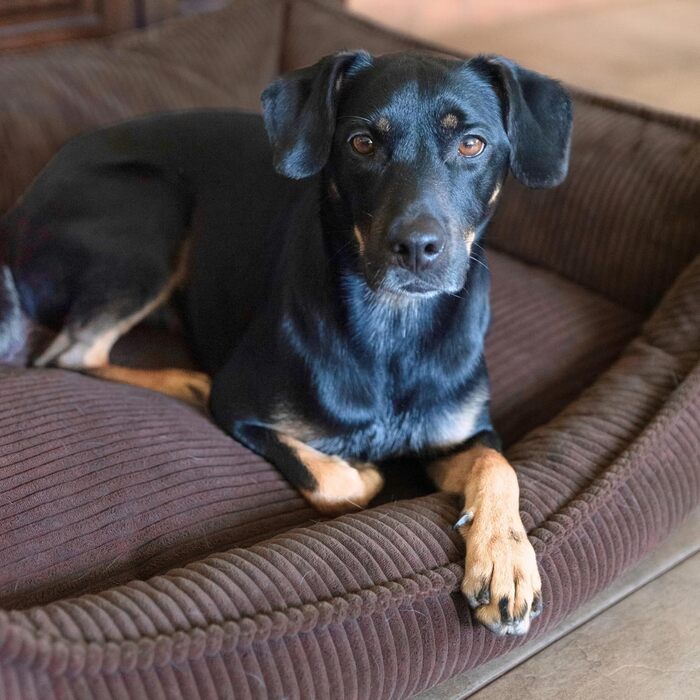 М'яке собаче ліжко 4L Textil Hugo Premium-LINE: ортопедичне, з memory foam, 60x40 см, для маленьких собак