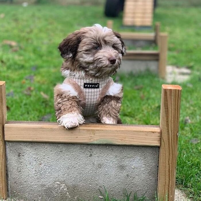 Шлея для малих і середніх собак Puppia Shepherd Harness B, регульована, комфортна, бежева, розмір L