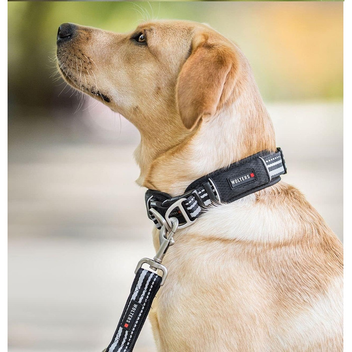 Вольтерс Ошийник Активний Про, розмір 45-52 см, колір шампань/чорний